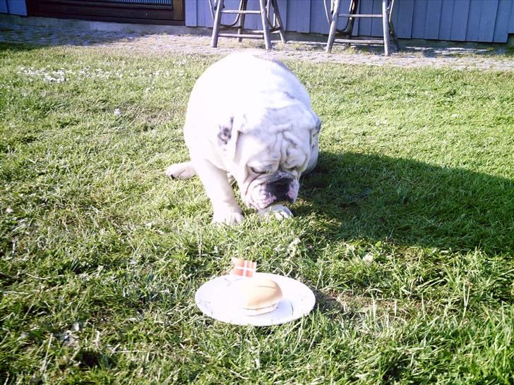 Engelsk bulldog billy - hurra jeg bliver 1 år billede 6