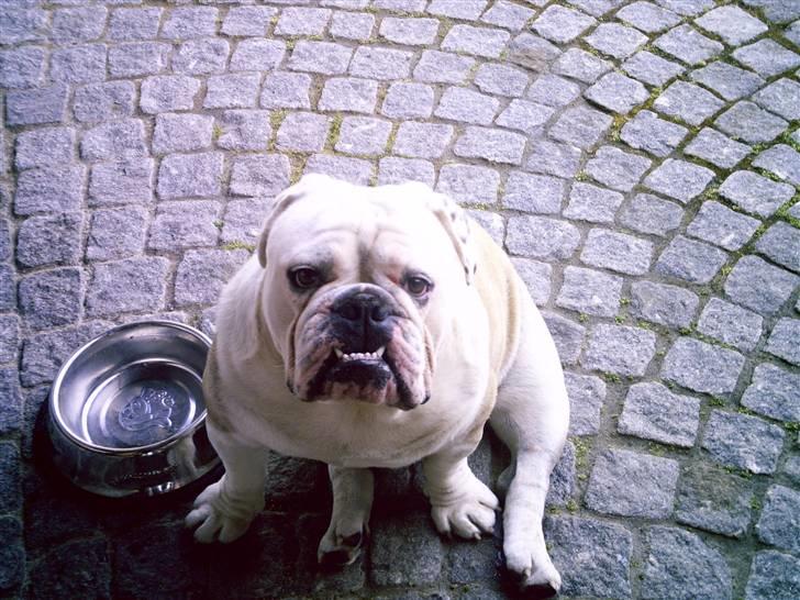 Engelsk bulldog billy - smiler til fotografen billede 7