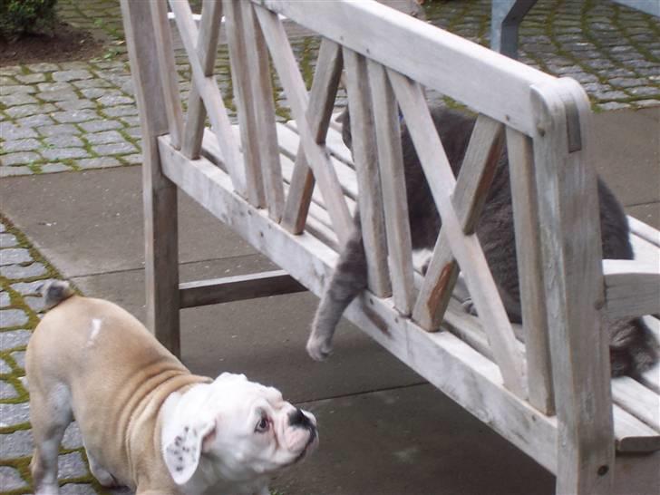 Engelsk bulldog billy - leger med mons billede 8