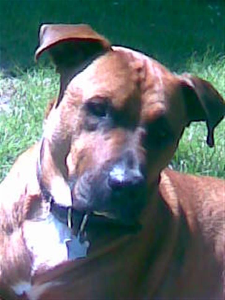 Blanding af racer Niclo - 08-06-07 billede 16