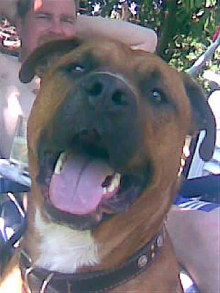 Blanding af racer Niclo - 08-06-07 billede 17