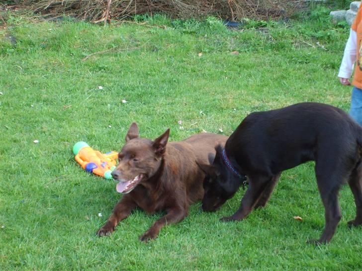 Australsk kelpie thilo - kom nu thilo, vi skal lege  billede 5