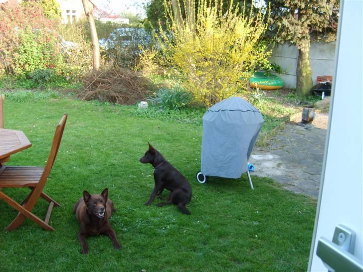 Australsk kelpie thilo - Thilo er ikke på toppen, det er varmt så jeg passer på ham, siger Pyrus  billede 6