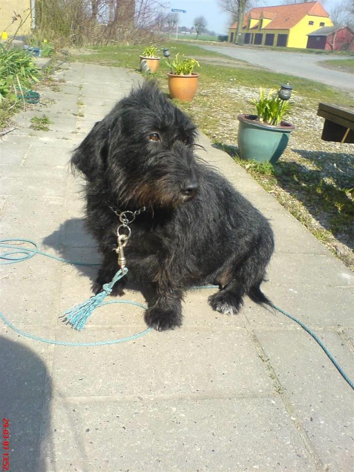 Gravhund Molly R.I.P - Molly en sommerdag billede 4