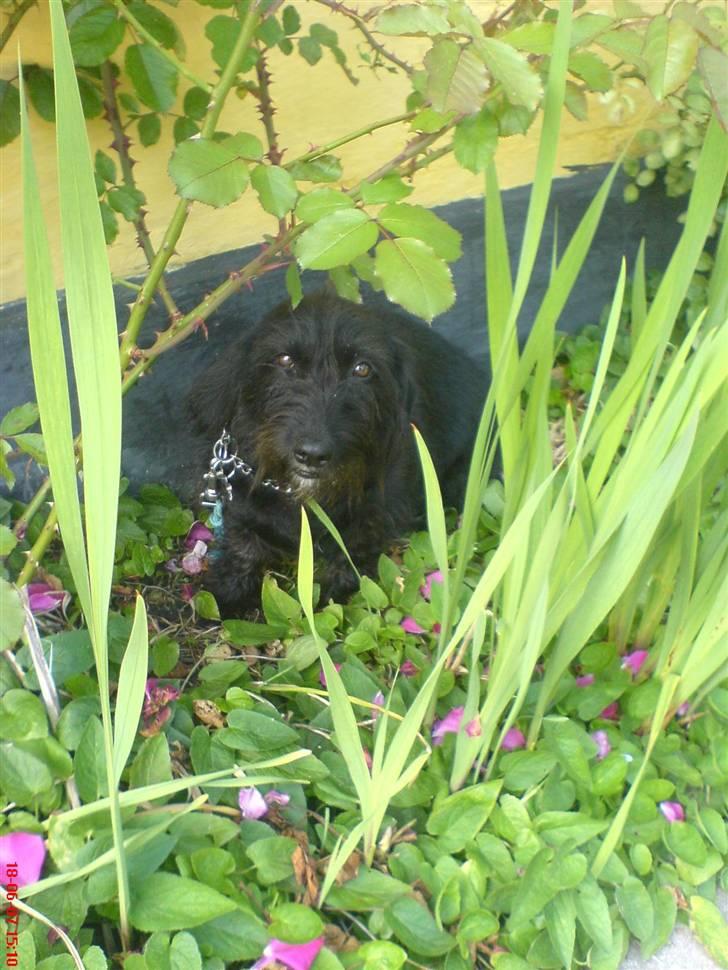 Gravhund Molly R.I.P - Molly sidder i mors bed . billede 5