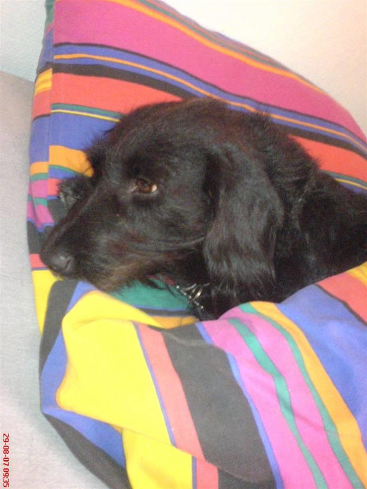 Gravhund Molly R.I.P - Det dejligt at fede den a i sengen billede 6