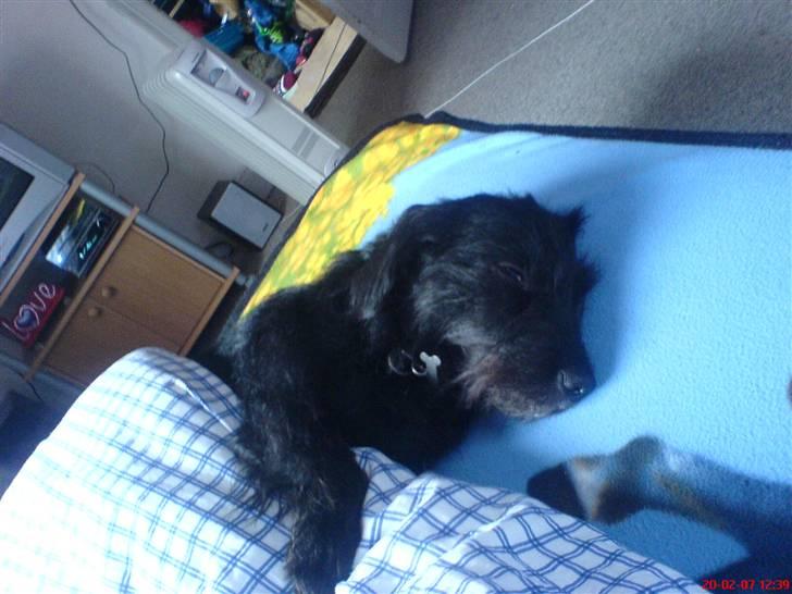 Gravhund Molly R.I.P - Molly nyder at sove længe :D under dynen billede 7