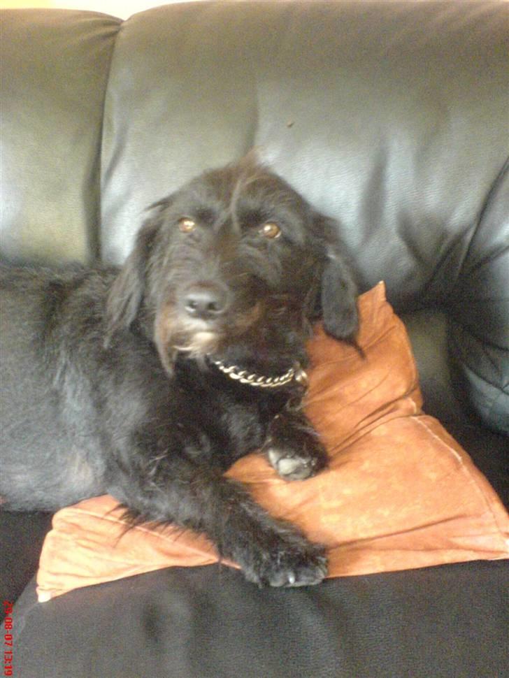 Gravhund Molly R.I.P - Miiiin Sofa :D  billede 8