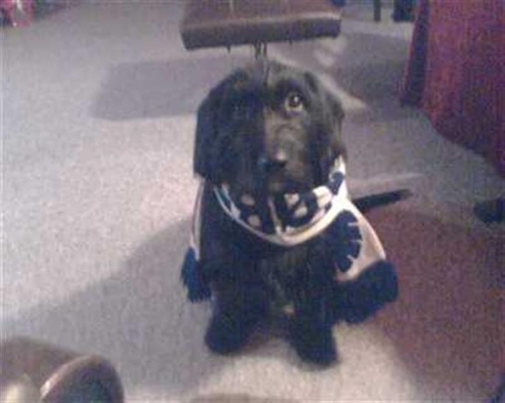 Gravhund Molly R.I.P - Molly holder med Fck :D billede 9