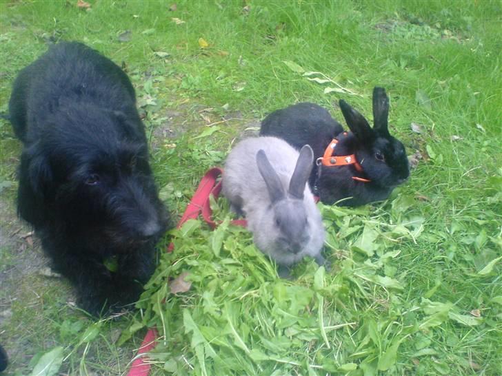 Gravhund Molly R.I.P - Molly passer godt på sine kaniner :D  billede 10