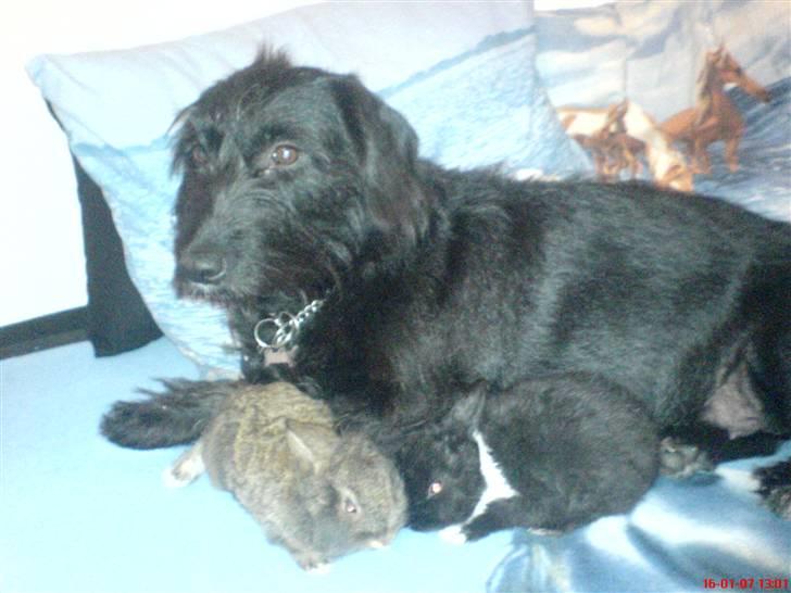 Gravhund Molly R.I.P - Molly og de nye små baby kaniner  billede 11