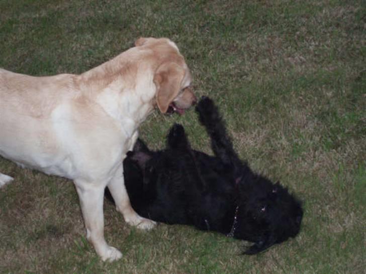 Gravhund Molly R.I.P - Molly og Trine leger billede 12