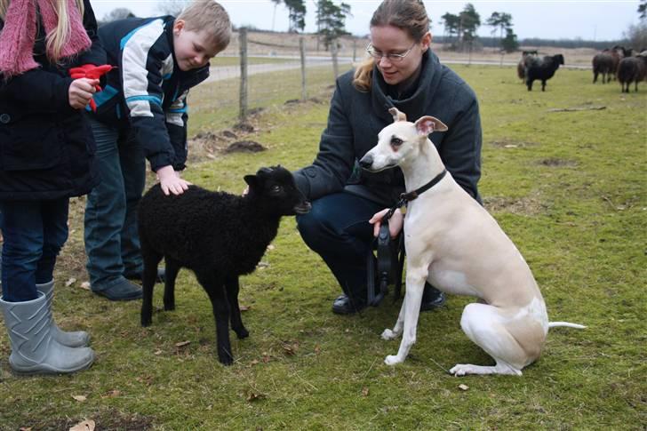 Whippet Laps - Laps hilser pænt billede 5