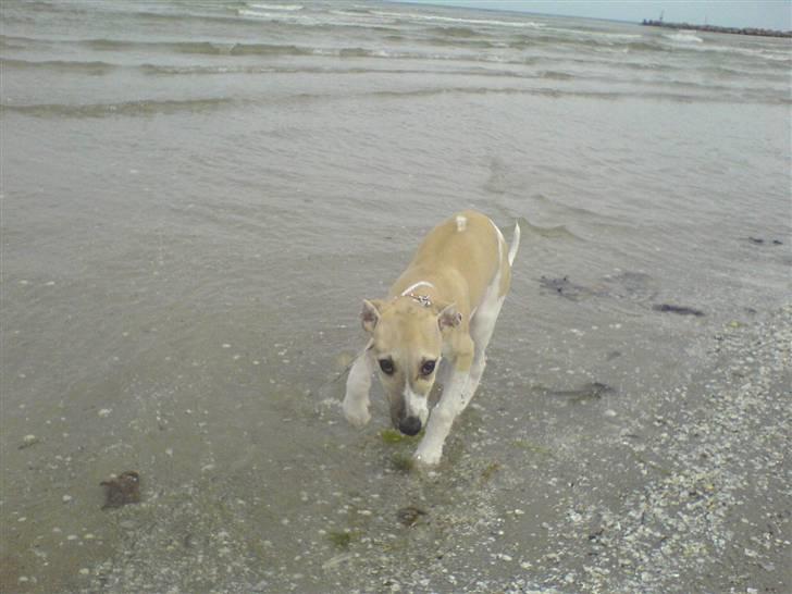 Whippet Laps - 26 juli - fuld galop på stranden billede 9