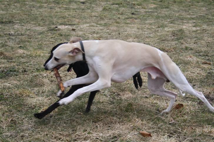 Whippet Laps - WRRRRMMM!! 28/3-2010 billede 10