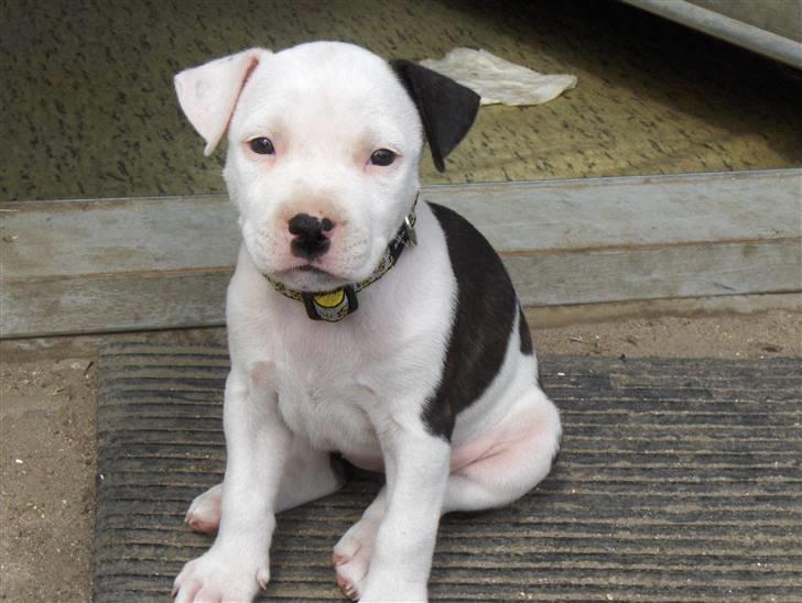 Amerikansk staffordshire terrier Sheila R.I.P. - min yndige lille prinsse billede 9