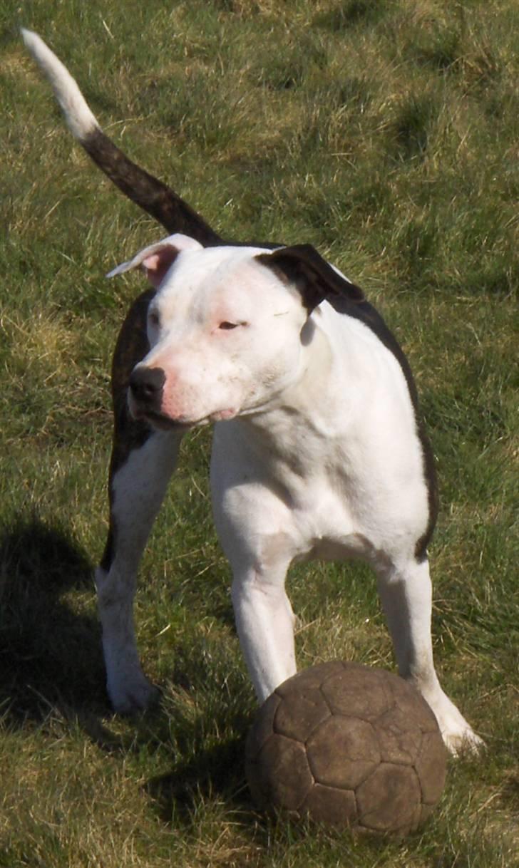 Amerikansk staffordshire terrier Sheila R.I.P. - er jeg ikke bare smuk billede 10