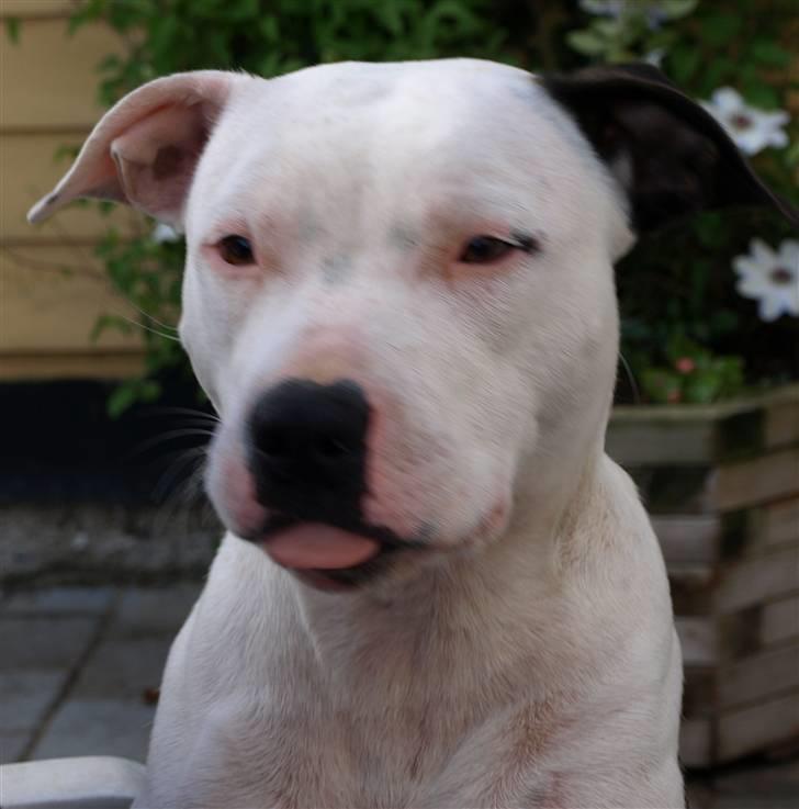 Amerikansk staffordshire terrier Sheila R.I.P. - NYT !!!!! søde Sheila..... billede 11