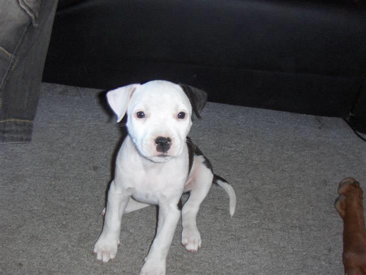 Amerikansk staffordshire terrier Sheila R.I.P. - er hun ikke sød billede 12