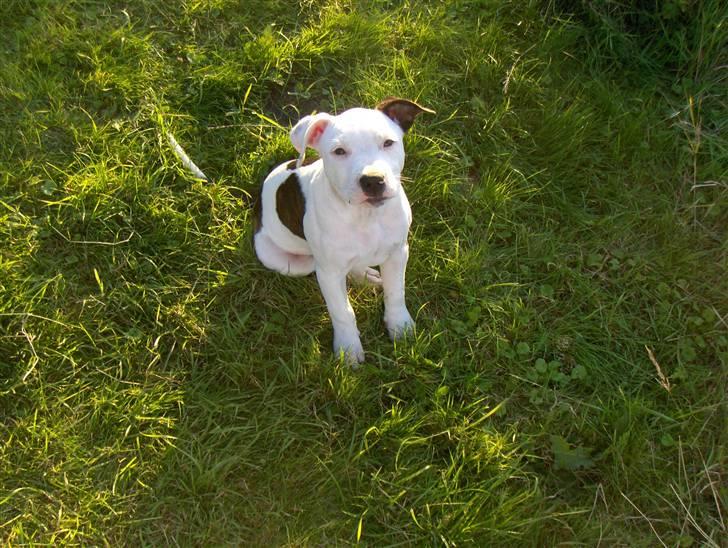 Amerikansk staffordshire terrier Sheila R.I.P. - er lige ude i haven og nyder det gode vejr billede 13