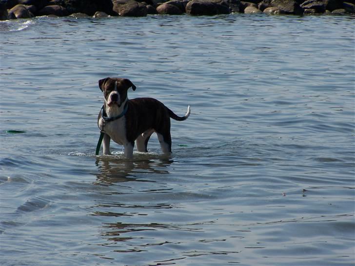 Amerikansk bulldog Kettner´s Devil Dancer - Devil hygger i vandet og står og venter på at pinden bliver kastet. billede 13