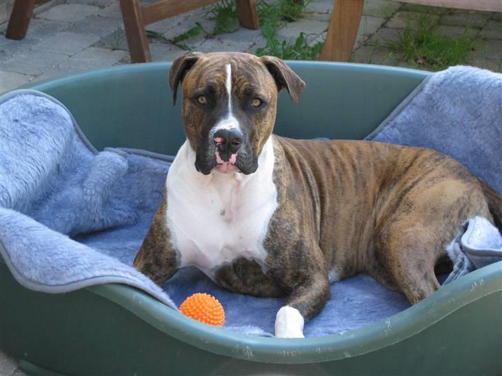 Blanding af racer OTTO billede 10