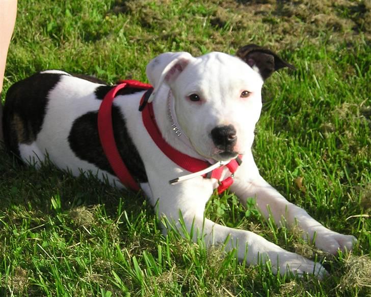 Amerikansk staffordshire terrier Sheila R.I.P. - smukke smukke miiig billede 14