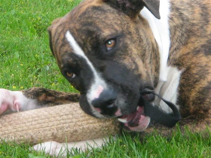 Blanding af racer OTTO billede 11