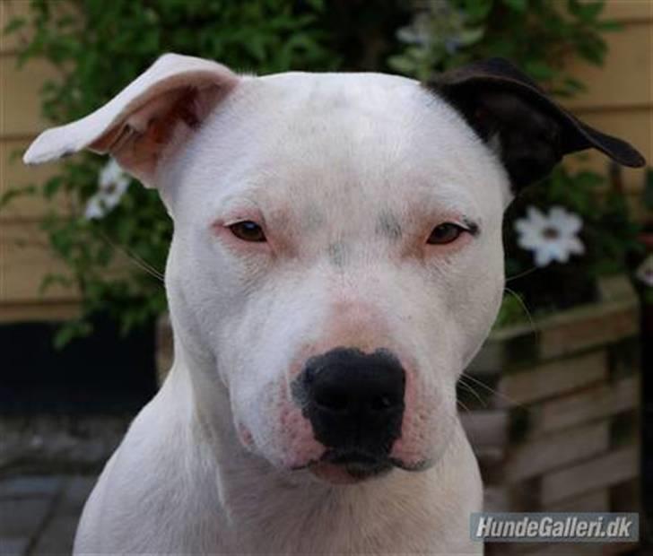 Amerikansk staffordshire terrier Sheila R.I.P. - NYT !!!!  hva´  såååå.......... billede 15