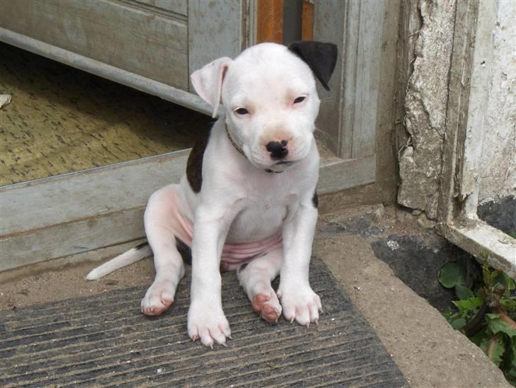 Amerikansk staffordshire terrier Sheila R.I.P. - sidder lige og slapper af billede 16