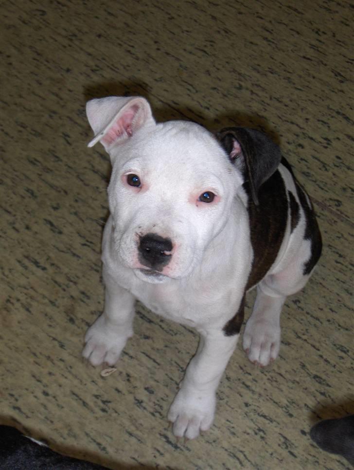 Amerikansk staffordshire terrier Sheila R.I.P. - jeg kigger op på min mor billede 17