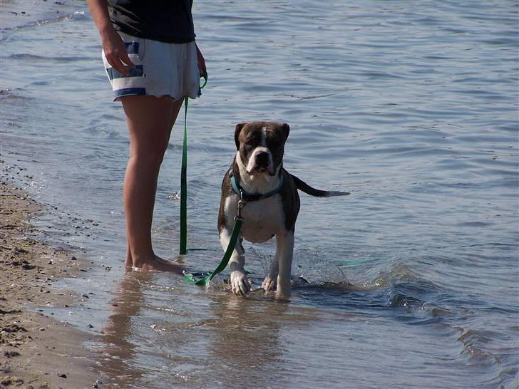Amerikansk bulldog Kettner´s Devil Dancer - Det er bare så dejligt at være ved stranden. billede 14