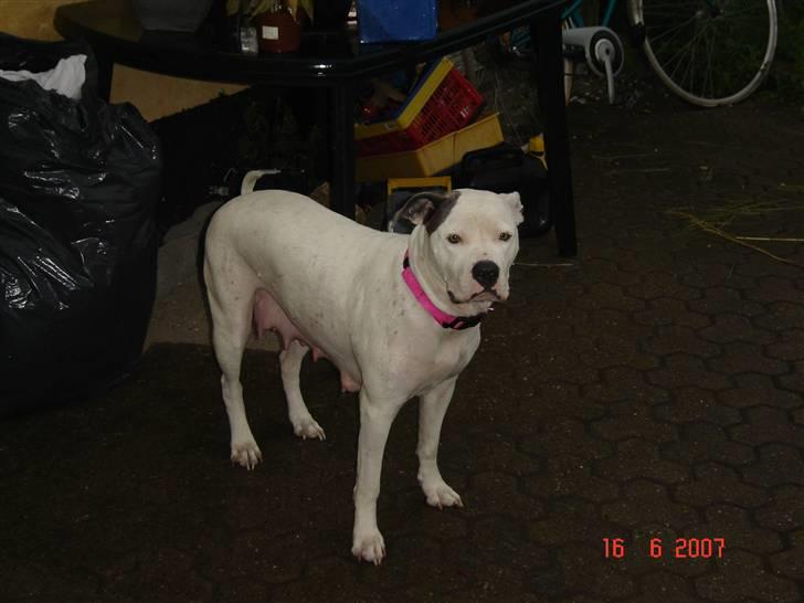 Amerikansk bulldog Freja RIP billede 15