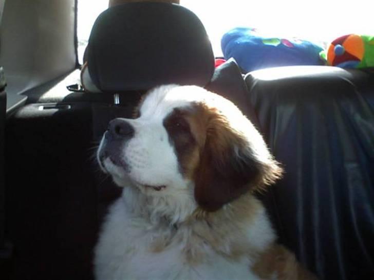 Sankt bernhardshund Bamse - hehe.....    er ud og køre med mor og far.....   sider jeg ikke pænt.... billede 8