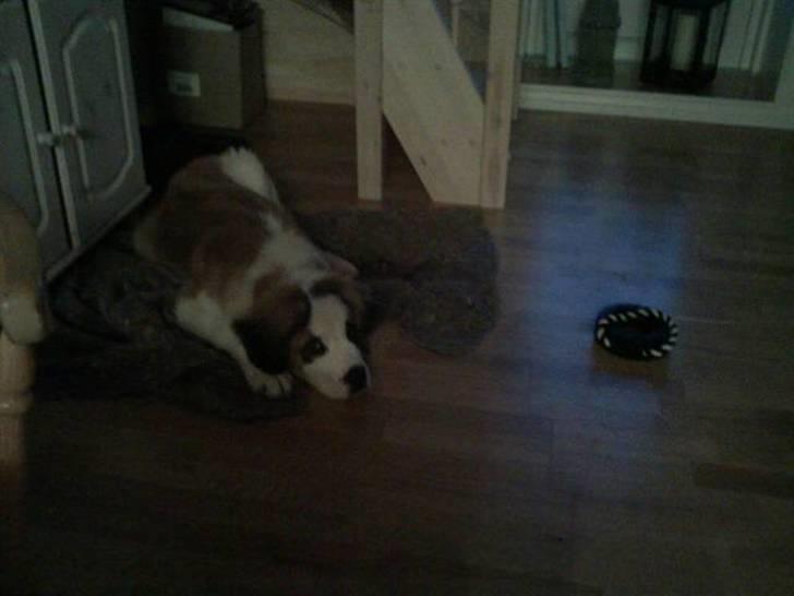 Sankt bernhardshund Bamse - det har været en hård dag.....   må jeg ikke godt sove nu..... billede 9