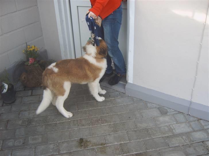 Sankt bernhardshund Bamse - hvor skal vi hen...... billede 10