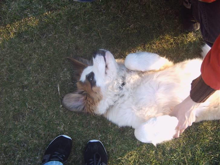 Sankt bernhardshund Bamse - hehe.....   det er sjoves at lege med far..... billede 11