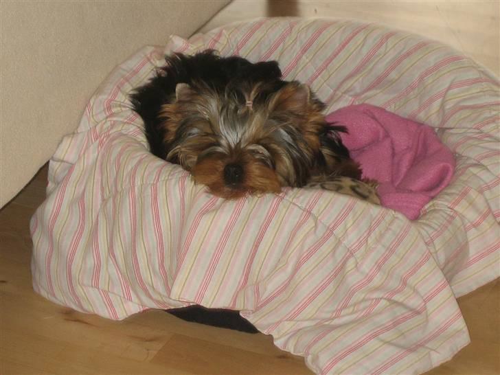 Yorkshire terrier "Jazzmin" billede 13