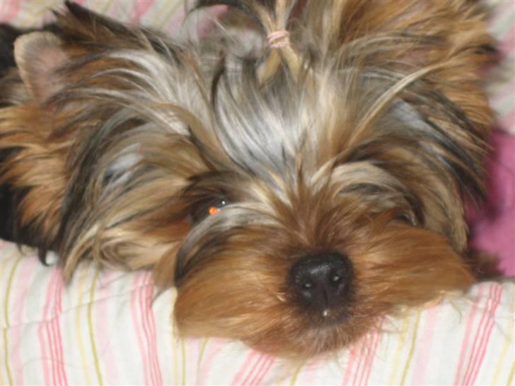 Yorkshire terrier "Jazzmin" billede 14