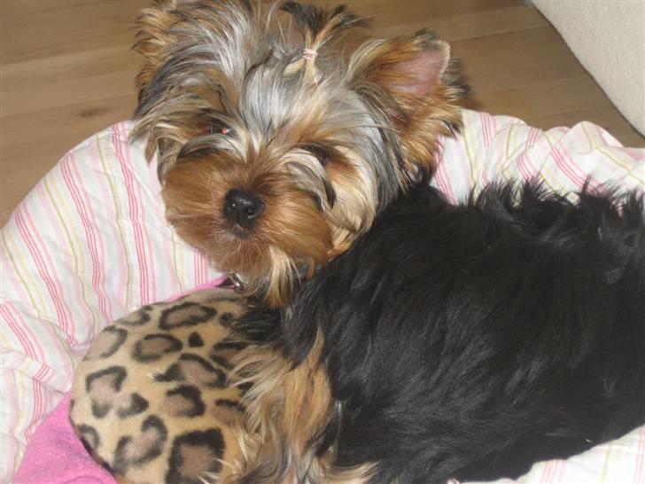 Yorkshire terrier "Jazzmin" billede 15