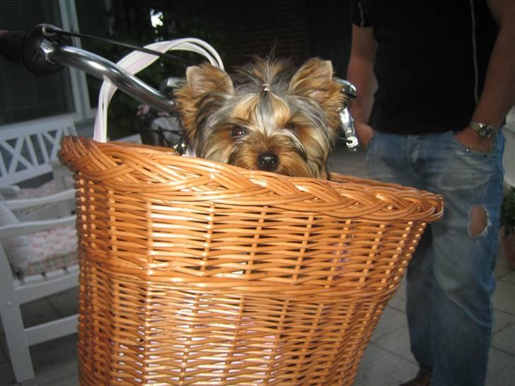 Yorkshire terrier "Jazzmin" billede 16