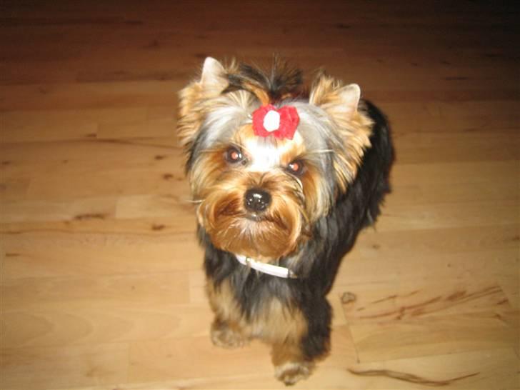 Yorkshire terrier "Jazzmin" billede 17