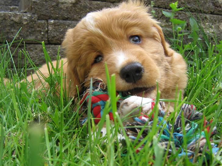 Nova scotia duck tolling retriever Tolkien billede 13