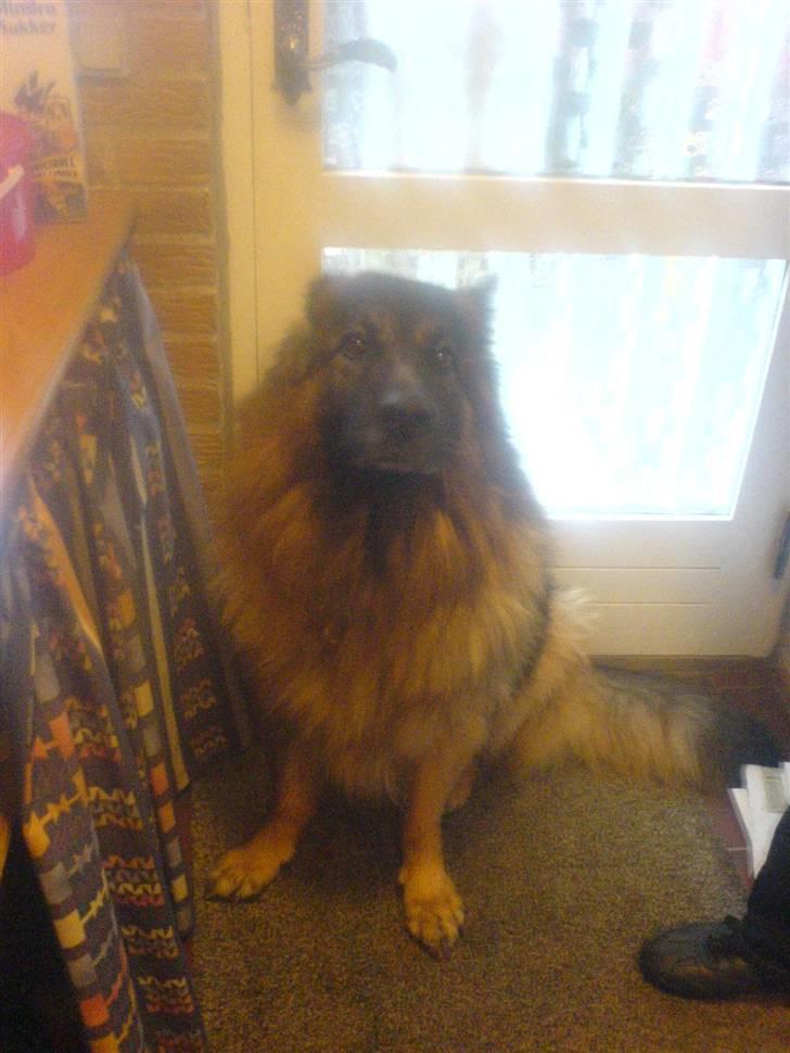 Schæferhund Hafran's Tasso 015 - Helt våd og betuttet efter gåtur billede 18