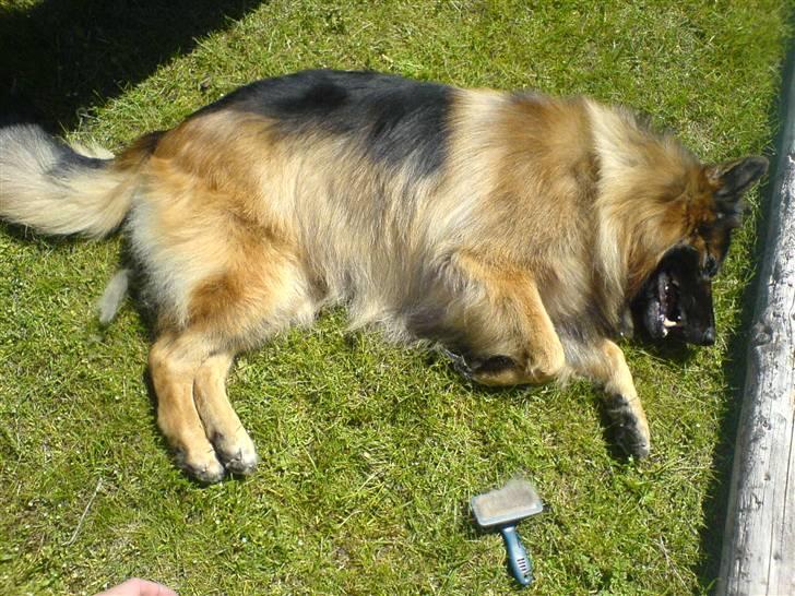 Schæferhund Hafran's Tasso 015 - Tasso leger, mens han bliver børstet helt blank :) billede 19