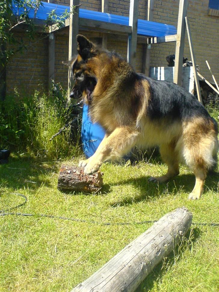 Schæferhund Hafran's Tasso 015 - Tasso leger med "lille" pind, som han sagtens kan løfte rundt i hele haven, og gerne med ind i stuen (: billede 20
