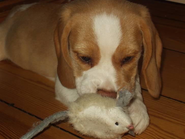 Beagle Maggie billede 1