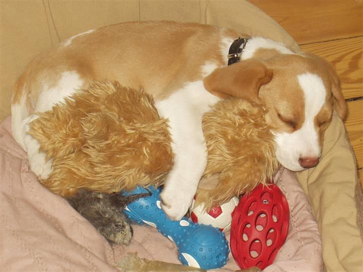 Beagle Maggie - Putte putte med bamsen... billede 2