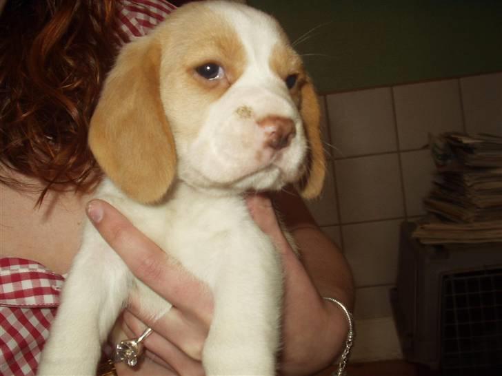 Beagle Maggie billede 3