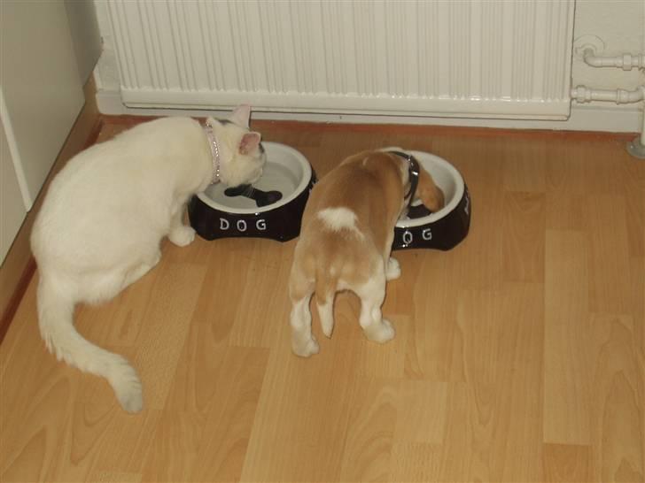 Beagle Maggie - Vandet vil jeg godt dele, men maden deles ikke med nogen.. billede 4